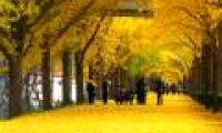 Beautiful fan tree road as in the movie in Korea