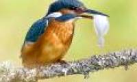 Beautiful moments of kingfishers