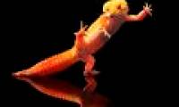 Beautiful photo: Gecko disco dance