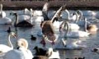 Beautiful photo: Geese swim with swans