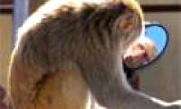 Beautiful photo: Monkey knows how to mirror a mirror