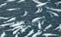 Beautiful photo of white whale hunting cod and squid