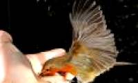 Beautiful photo: The moment of bird eating deep in human hands