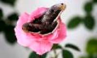 Beautiful photo: The sleeping butterfly on the rose