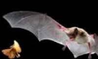 Beautiful photos: Brown bats hunt moths
