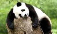 Beautiful photos of endangered animals