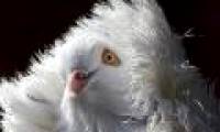 Beautiful picture: Lion pigeons' pose
