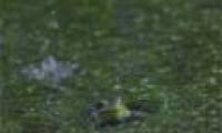 Beautiful slow-motion videos of bullfrogs after a rain