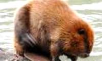 Beaver cause murder