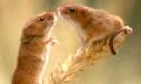 Because of me, I have to be amorous