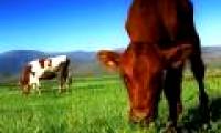 Beef eat grass better for you?