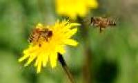Bees are like us when making decisions
