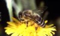 Bees give humanity hundreds of billions of dollars