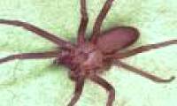 Being bitten by a brown spider, an 8-year-old girl must have a skin fold to save it