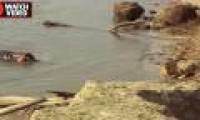 Being chased by hippopotamus, the tailed lion loses the lord of the lord