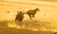 Being hunted by the bison, the tiger frantically took off