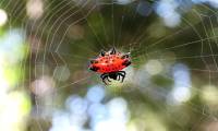 Being 'pregnant' but not pregnant, dubbed a creature from hell but it's harmless