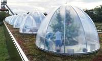 Belgian scientists research pear varieties for a harsh future