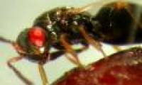 Believe it: Science creates bees from