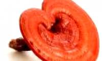 Benefits from Ganoderma that you don't know