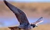 Big bird - High-speed bird of prey