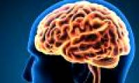 Big brain makes smarter but less muscular?
