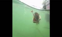 Big fish swallows small fish: A rare sight attracts hundreds of thousands of views.
