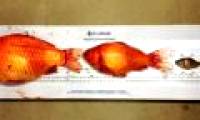 Big gold fish is the size of a disc that causes the city of Canada