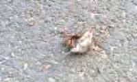 Big horns are horrifying rat mice in less than a minute