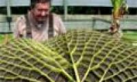Big leaf record in Australia