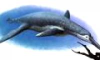 Big ocean killer with bus living with dinosaurs