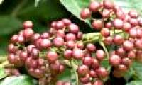 Bile bear, Indian tubers can help prevent cancer