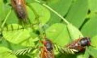 Billions of cicadas will