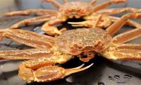 Billions of precious Alaskan crabs suddenly and mysteriously 'disappear'