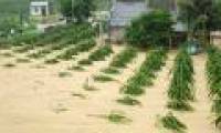 Binh Thuan: Sand discharged from mines pours into people's houses