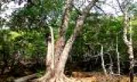 Biodiversity in Con Dao awaits conservation