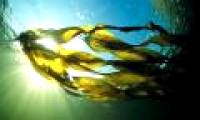 Biological plastic - technology of the future