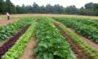 Bio-sauna replace MBr in agriculture