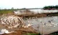 Bird flu re-outbreaks, increasing the burden of disease