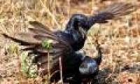 Birds also have mafia