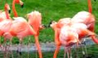Birds also know beauty