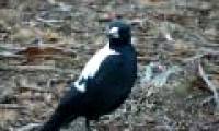 Birds also know how to mirror