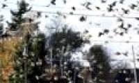 Birds also know to adhere to traffic speeds
