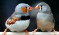 Birds also like the 'petition subject'