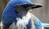 Birds also make funerals