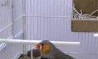 Birds can choose the best nesting material