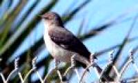 Birds can remember human faces
