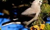 Birds count like people