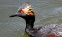 Birds fall mass in America