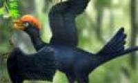 Birds have 2 tails